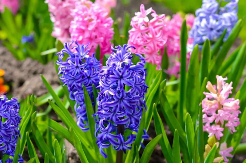 Hyacinths