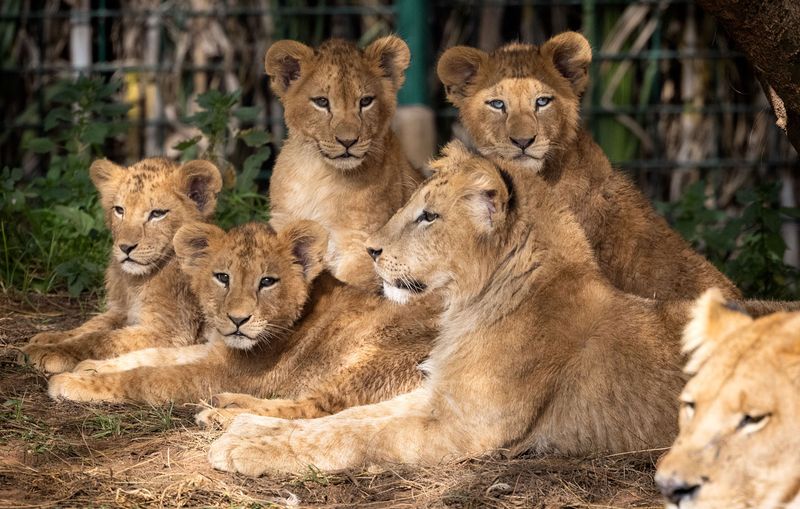 Hybridization with Other Big Cats