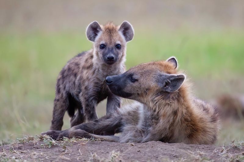 Hyenas