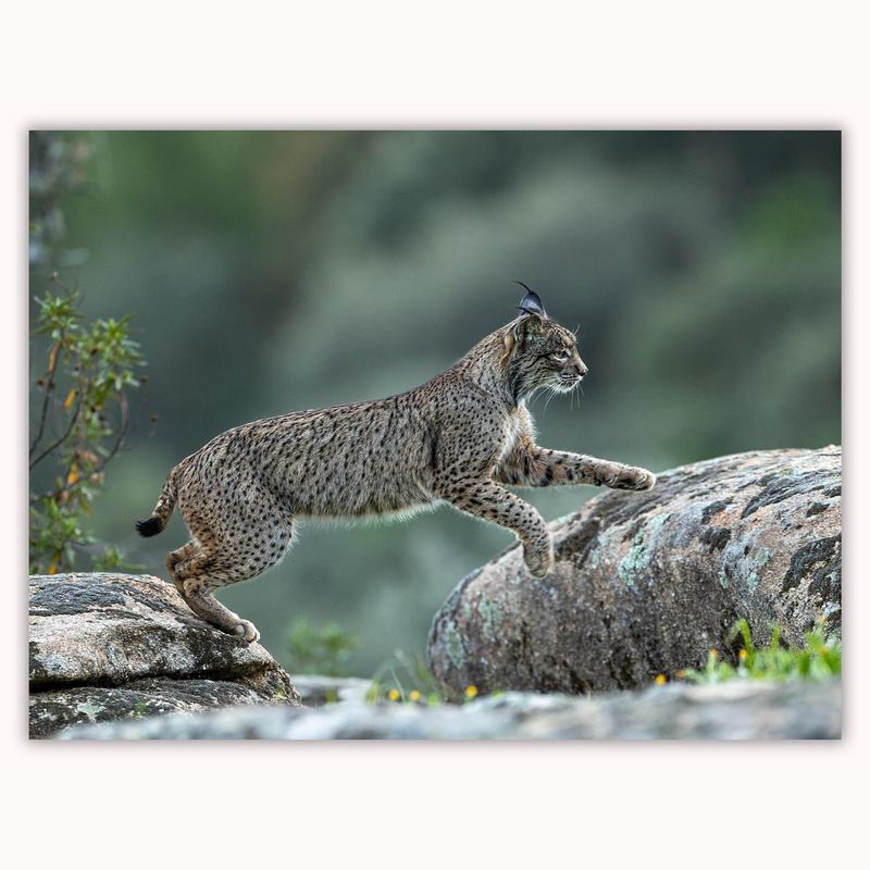 Iberian Lynx