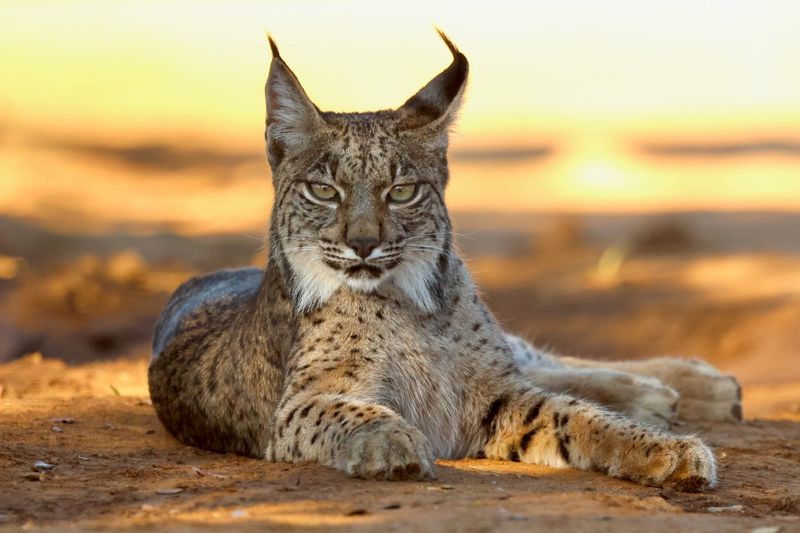 Iberian Lynx