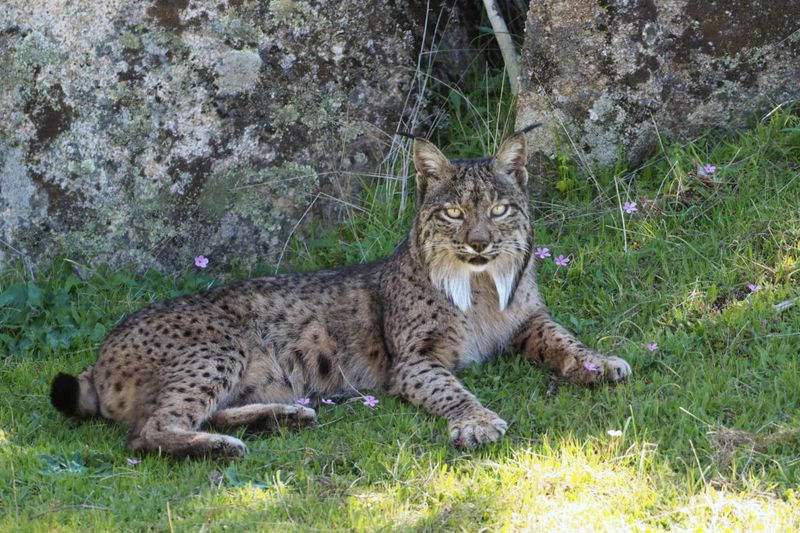 Iberian Lynx