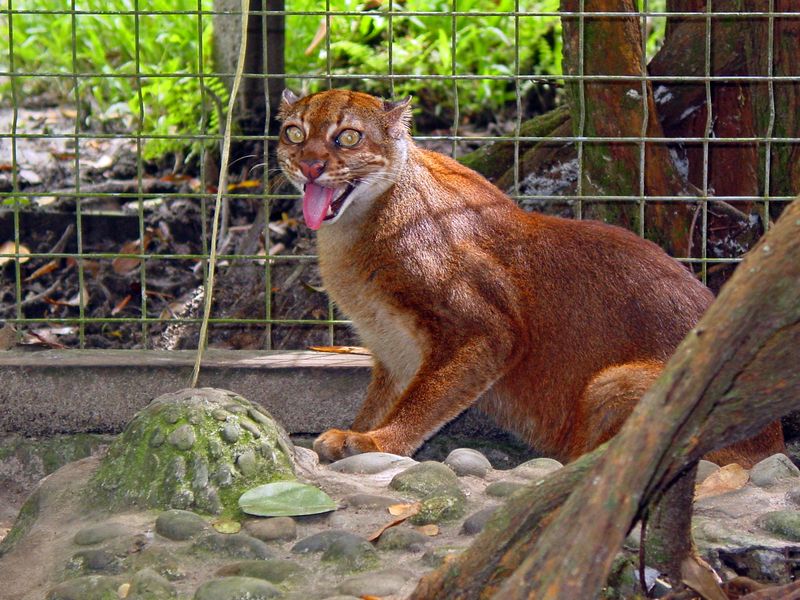 Borneo Bay Cat