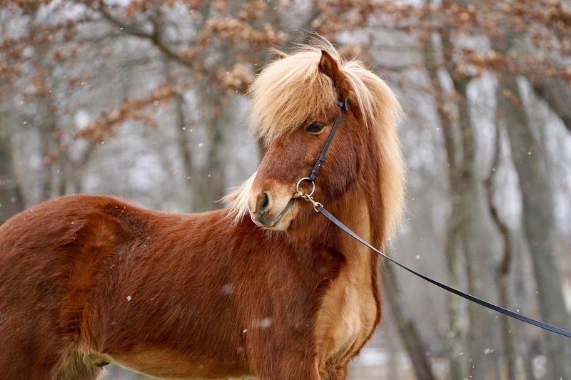 Icelandic Horse