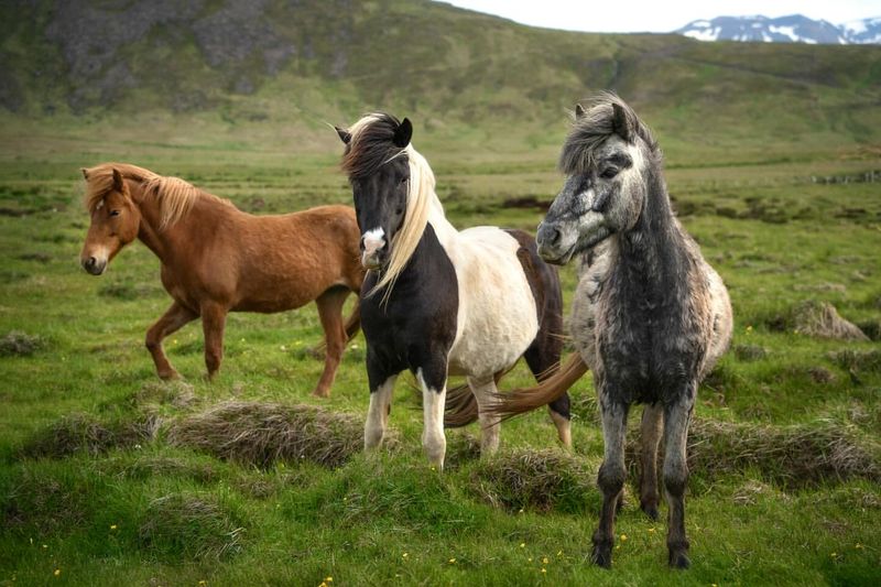 Icelandic Horse