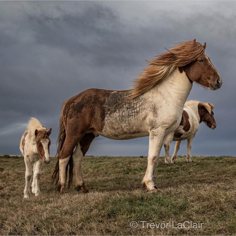 Icelandic Horse