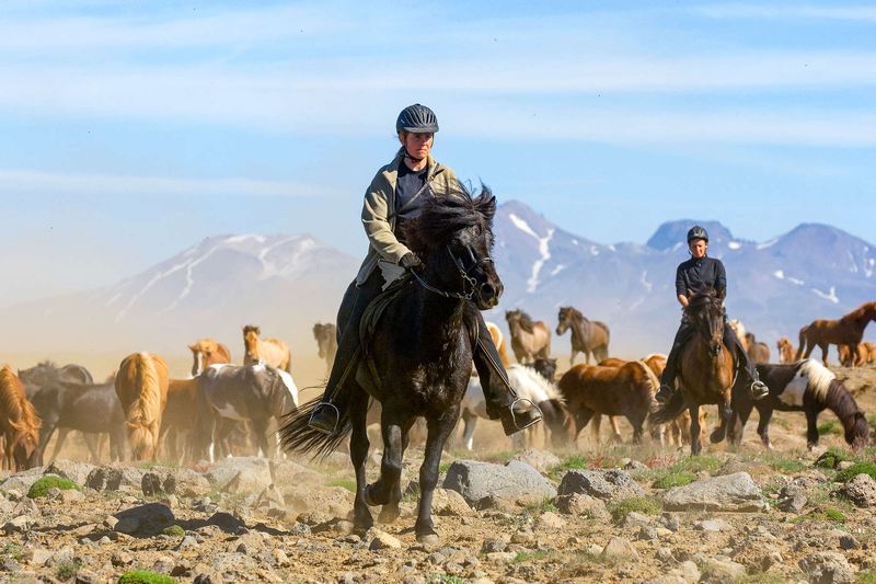 Icelandic Horse