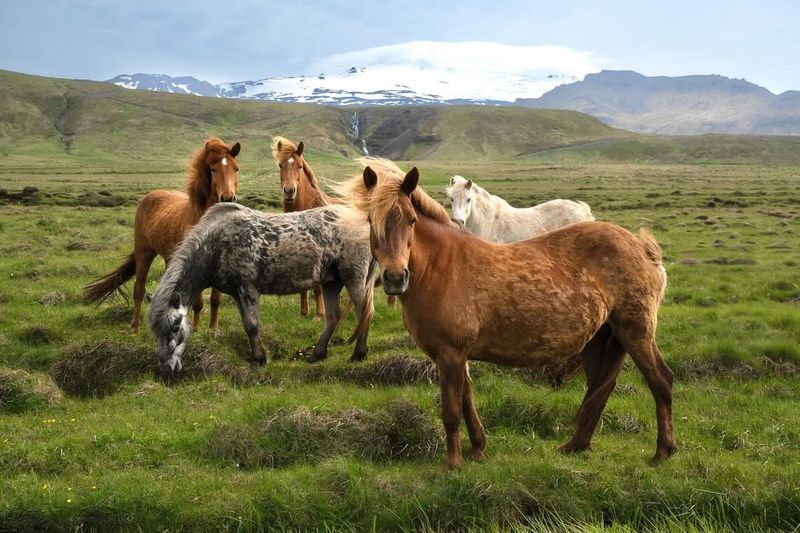 Icelandic Horse