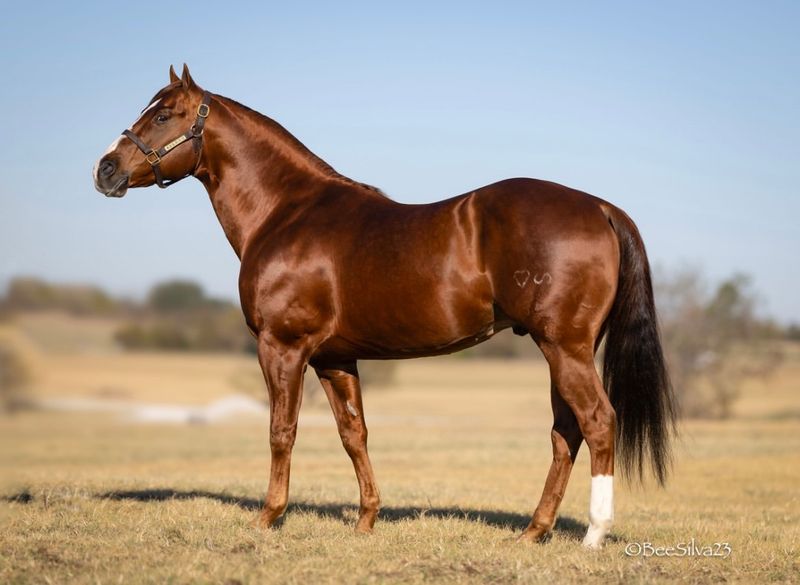 Silesian Horse