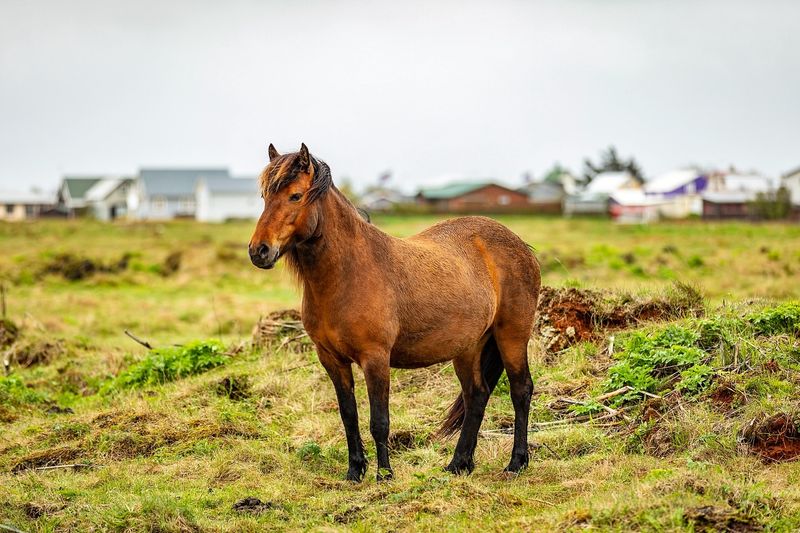 Icelandic Horse