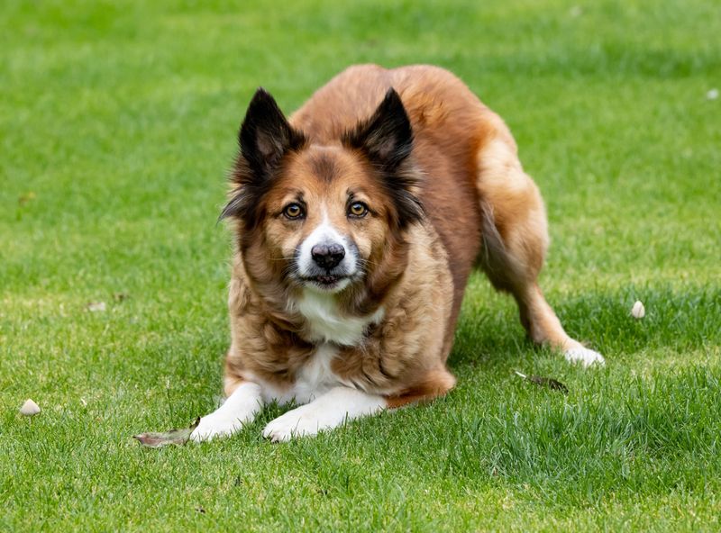 Icelandic Sheepdog