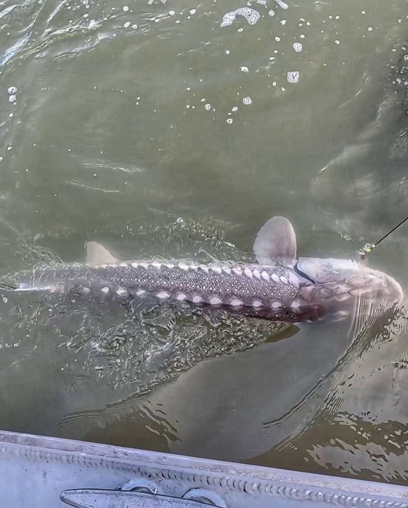 Idaho's Giant Sturgeon