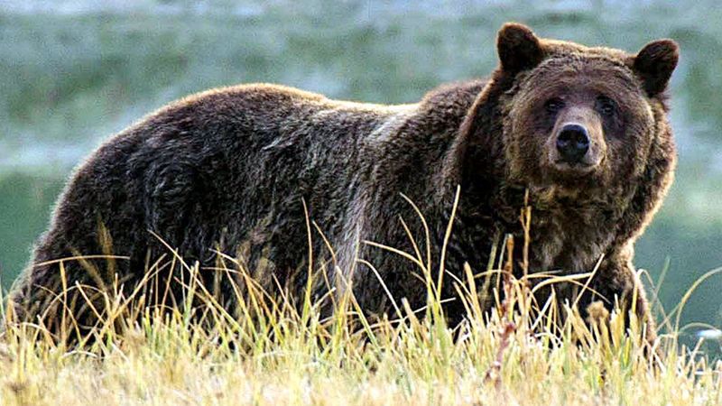 Idaho's Grizzly Bear