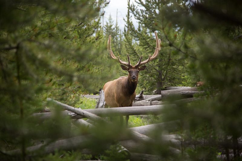 Idaho