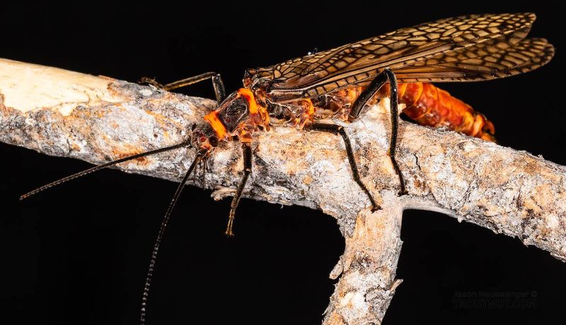 Idaho's Giant Salmonfly