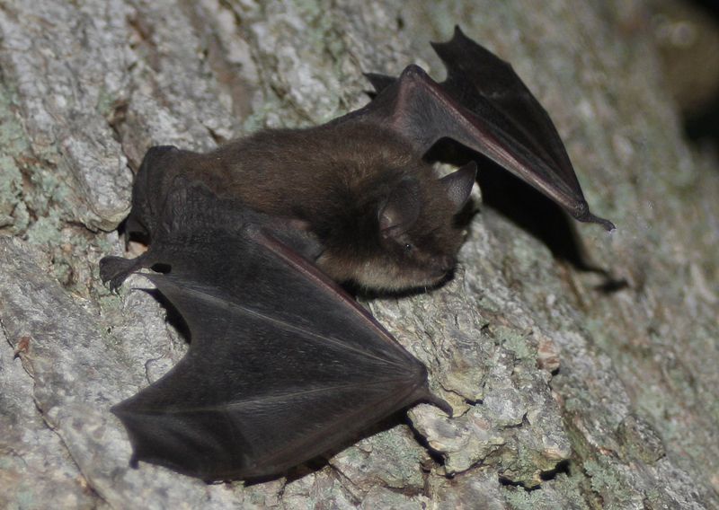 Idaho's Wilderness Bats