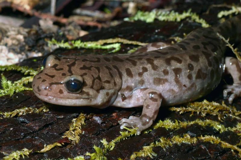 Idaho's Forest Phantom: Idaho Giant Salamander