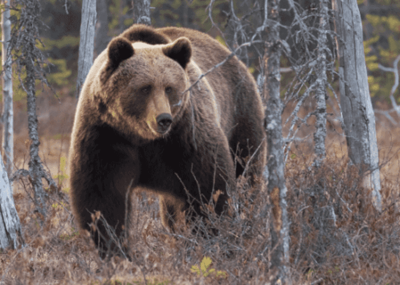 Idaho Bear