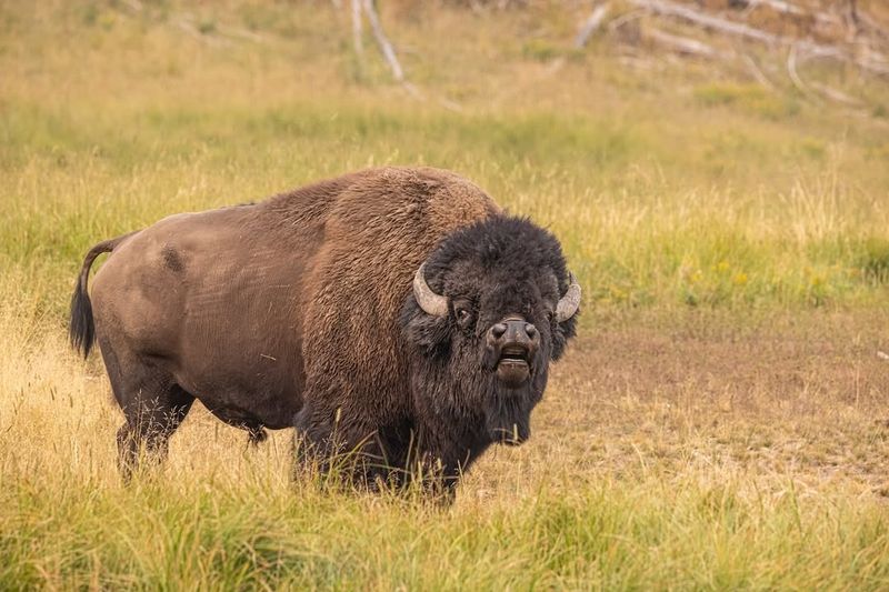 Idaho Bison