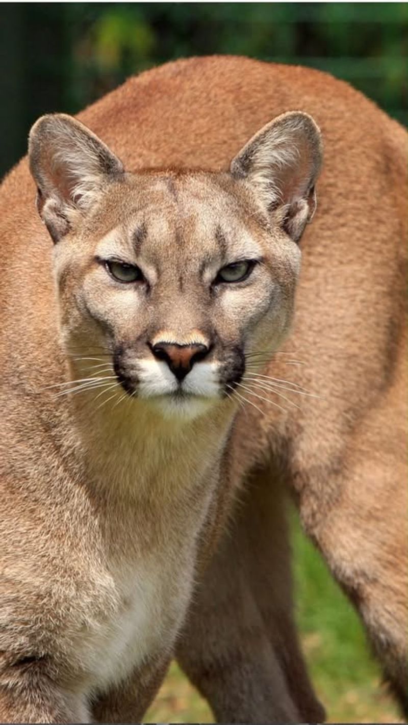 Idaho - Cougar