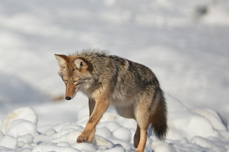 Idaho - Coyote