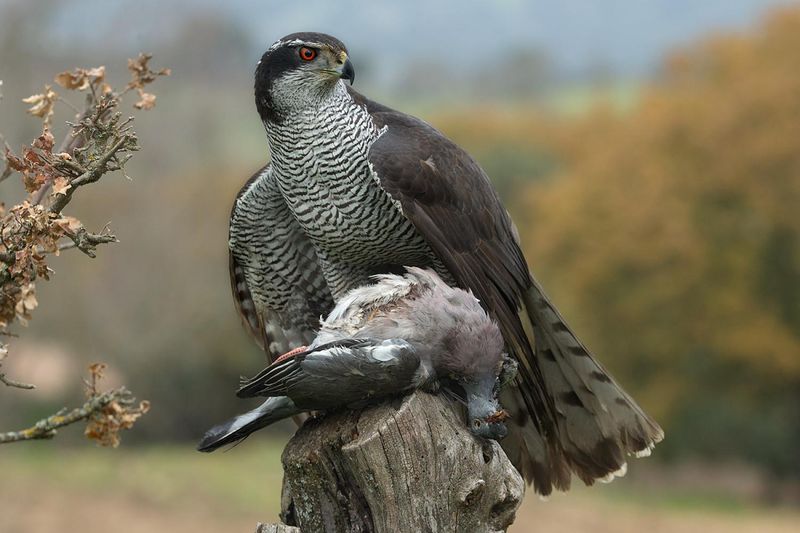 Idaho - Northern Goshawk