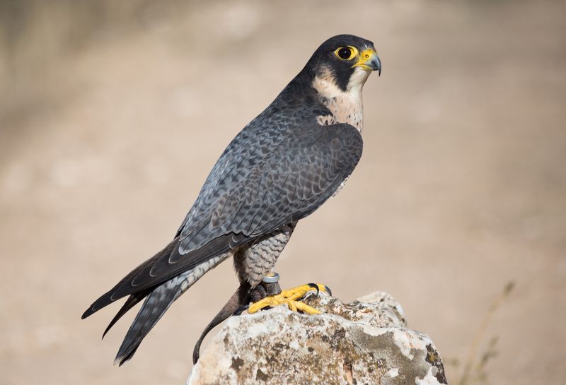 Idaho: Peregrine Falcon