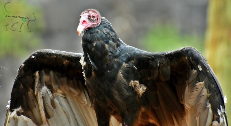 Idaho - Turkey Vulture