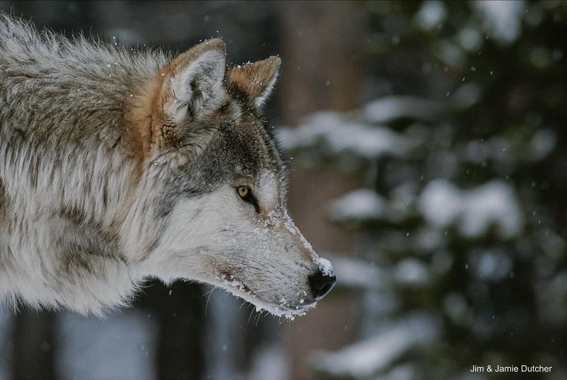 Idaho - Wolves