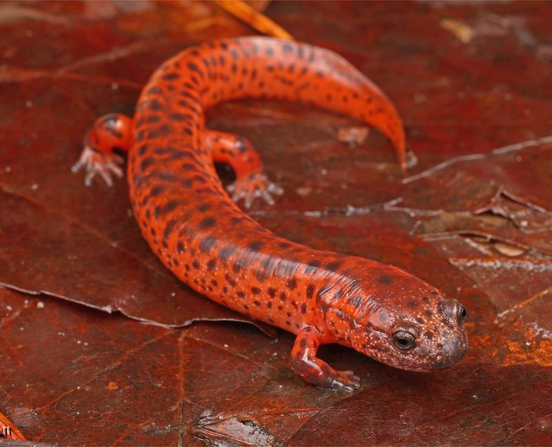 Idaho's Giant Salamander