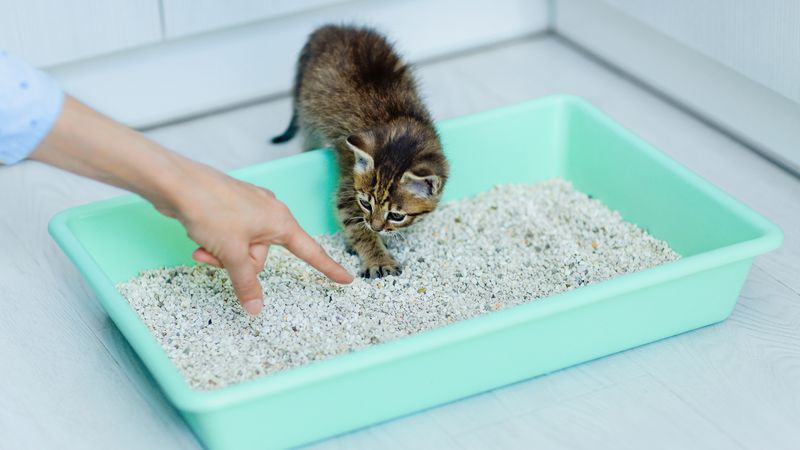 Ignoring Their Litter Box Needs