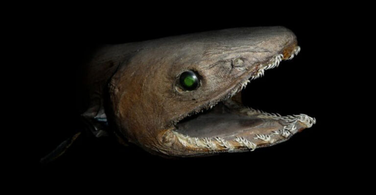9 Shocking Sea Monsters Ever Caught On Camera