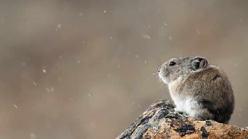 Ili Pika