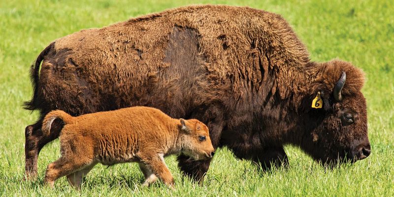 Illinois's American Bison