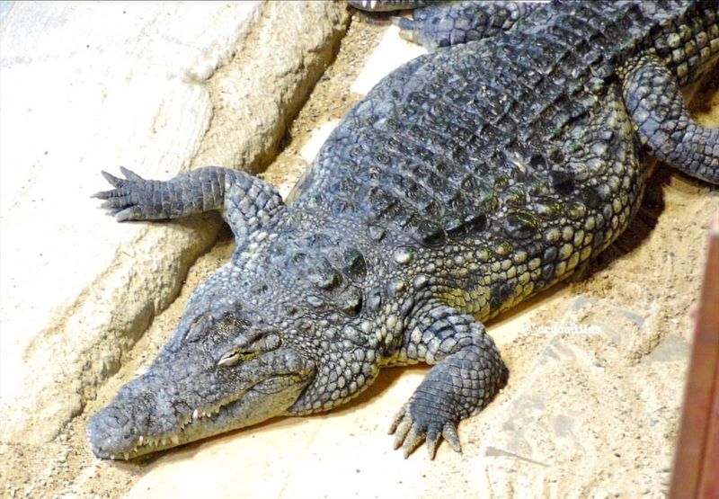 Illinois' Wetland Warrior