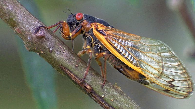 Illinois' Giant Cicada