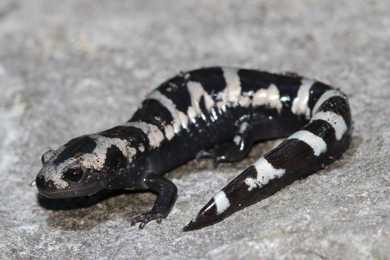 Illinois's Hidden Aquatic Gem: Eastern Tiger Salamander