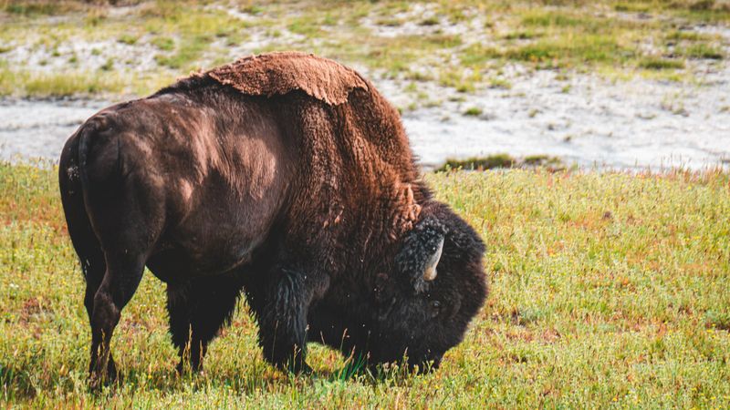 Illinois Bison