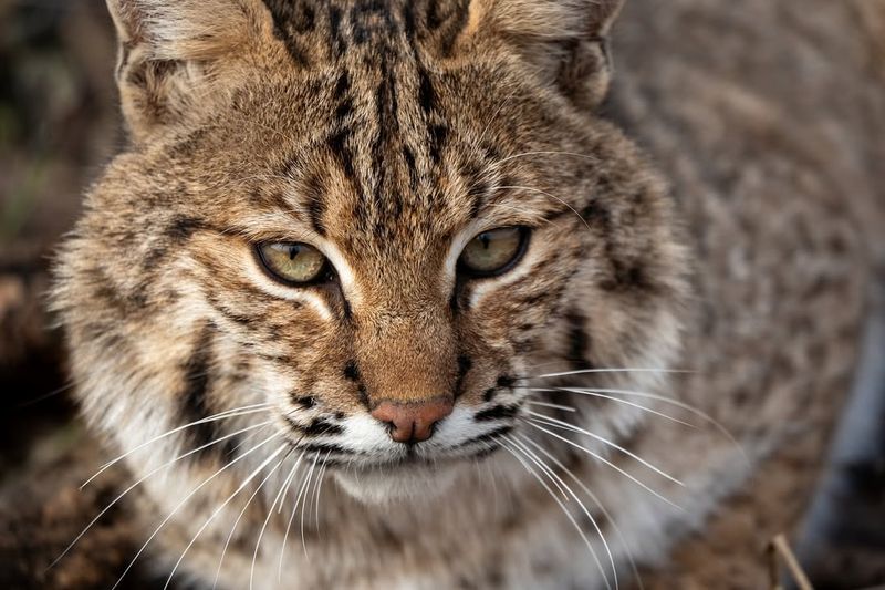 Illinois - Bobcat