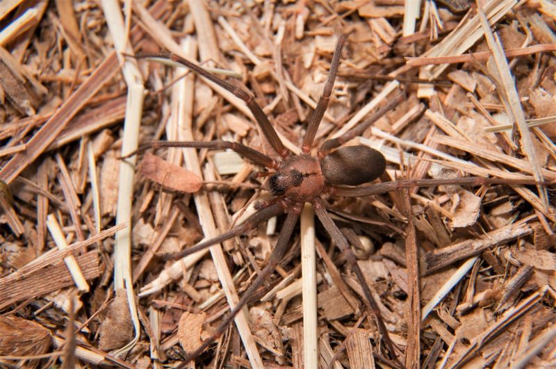 Illinois - Brown Recluse Spider