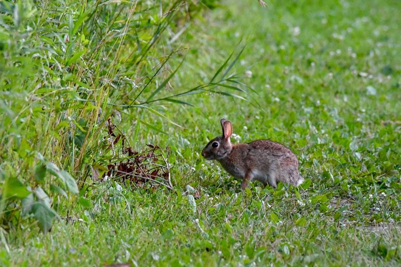 Illinois - Eastern Cottontail Rabbit