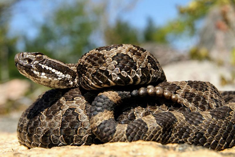 Illinois - Eastern Massasauga Rattlesnake