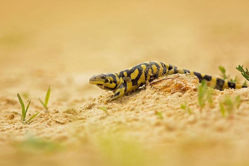 Illinois Eastern Tiger Salamander