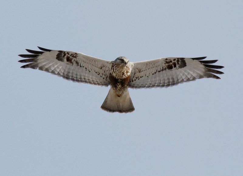 Illinois - Red-tailed Hawk