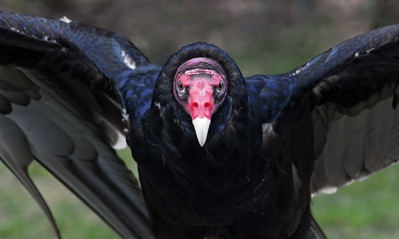 Illinois - Turkey Vulture