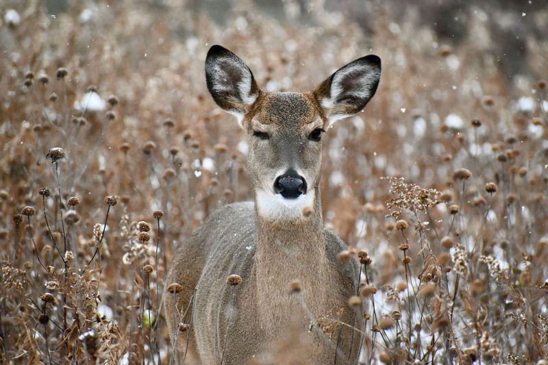 Illinois: White-tailed Deer