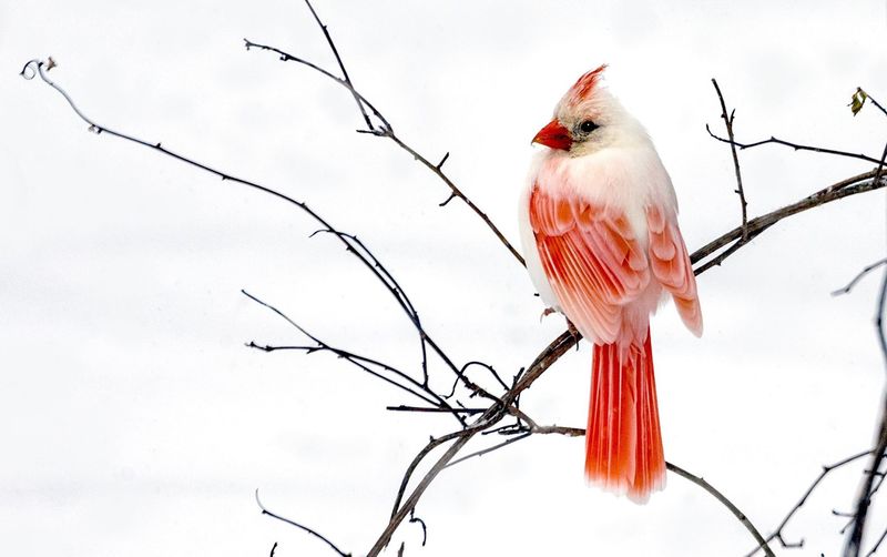 Illinois's Albino Cardinal