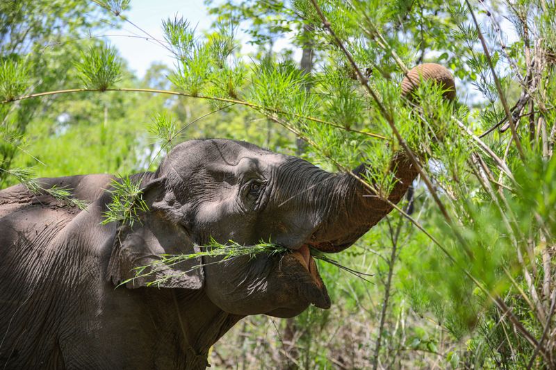 Imbalance In Other Herbivore Populations