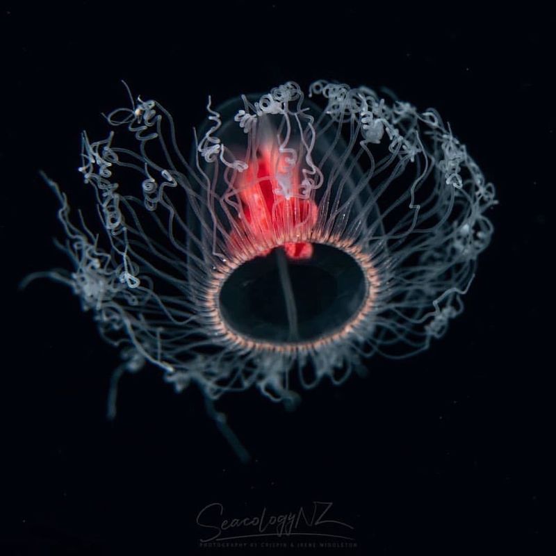 Immortal Jellyfish