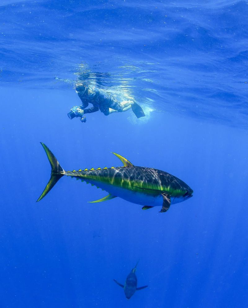 Conservation Efforts For Yellowfin Tuna